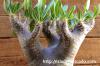 Pachypodium densiflorum var. brevicalyx パキポディウム・ブレビカリックス image_3