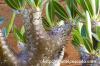 Pachypodium densiflorum var. brevicalyx パキポディウム・ブレビカリックス image_4