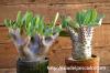 Pachypodium densiflorum var. brevicalyx パキポディウム・ブレビカリックス image_5