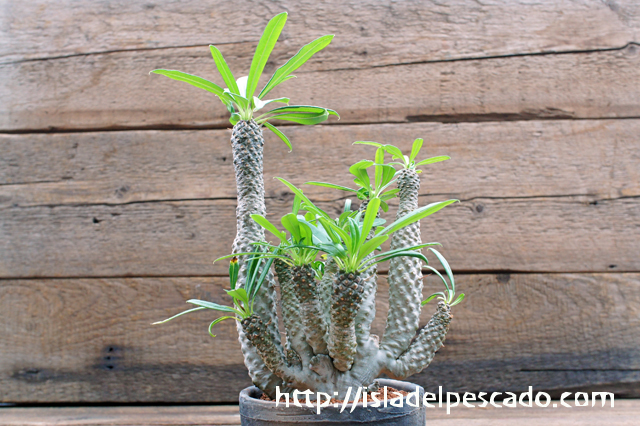 パキポディウム 不明種 Pachypodium パキポディウム 不明種 Pachypodium