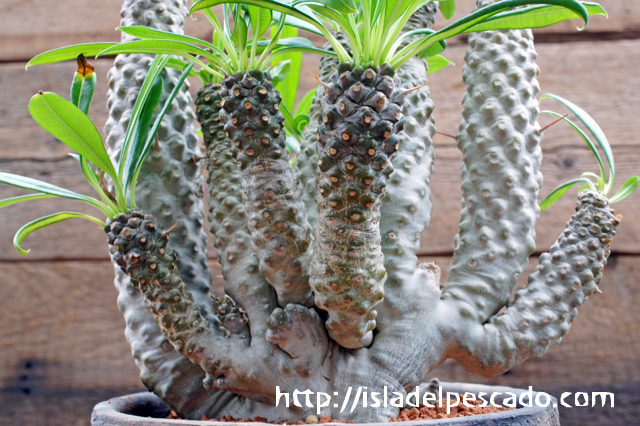 isla del pescado - Pachypodium lamerei cv. 'Spineless form isla del pescado - Pachypodium lamerei cv. 'Spineless form