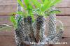 Pachypodium lamerei cv. 'Spineless form' トゲなしラメレイ image_1