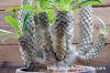 Pachypodium lamerei cv. 'Spineless form' トゲなしラメレイ image_3