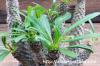 Pachypodium lamerei cv. 'Spineless form' トゲなしラメレイ image_4