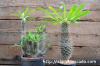 Pachypodium lamerei cv. 'Spineless form' トゲなしラメレイ image_5