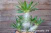 Pachypodium lamerei var. fiherenense パキポディウム・フィヘレネンセ image_2