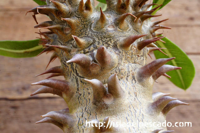 isla del pescado - Pachypodium makayense-魔界玉