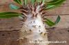 Pachypodium makayense 魔界玉 image_1