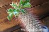 Pachypodium namaquanum 光堂