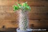 Pachypodium namaquanum 光堂 image_2