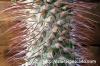 Pachypodium namaquanum 光堂 image_4