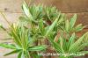 Pachypodium rosulatum var. gracilius 象牙宮 image_4