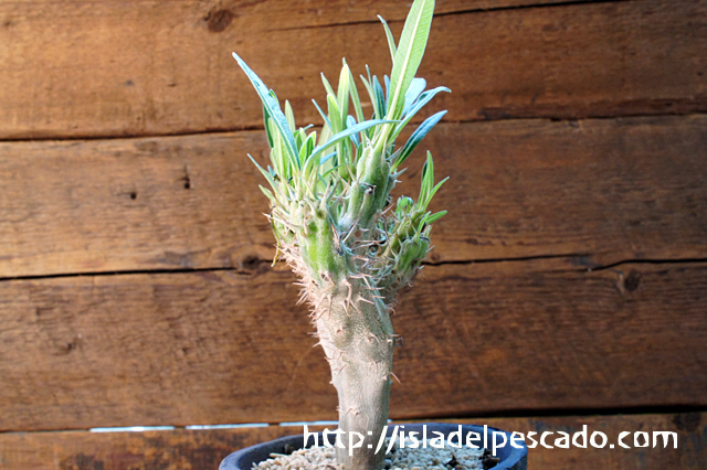 isla del pescado - Pachypodium rosulatum var. gracilius cv isla del pescado - Pachypodium rosulatum var. gracilius cv