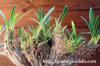 Pachypodium rosulatum var. gracilius cv. crest 象牙宮　綴化