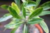 Pachypodium rosulatum var. gracilius f. Variegata パキポディウム・ロスラーツム 変種 グラキリウス（斑入り）