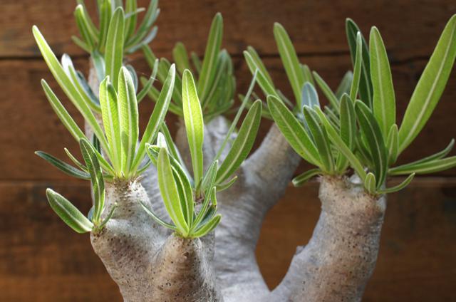 isla del pescado - Pachypodium rosulatum var. inopinatum-パキポディム・イノピナツム