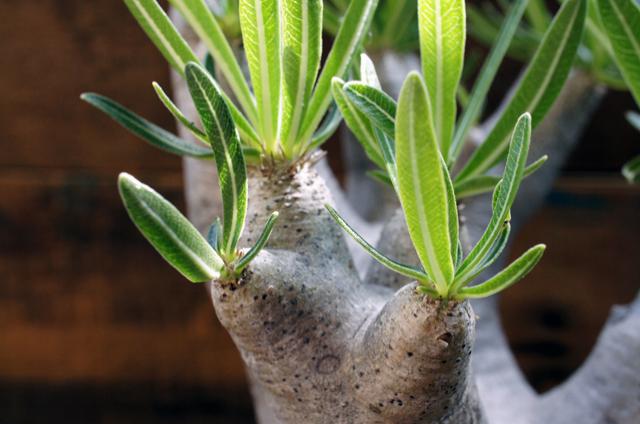 限定価格イノピナツム Pachypodium rosulatum v.inopinatum 　パキポディウム　　塊根植物 サボテン