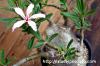 Pachypodium succulentum パキポディウム・サキュレンタム