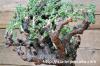 Pelargonium alternans ぺラルゴニウム・アルテナンス image_1