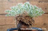 Pelargonium caroli-henrici