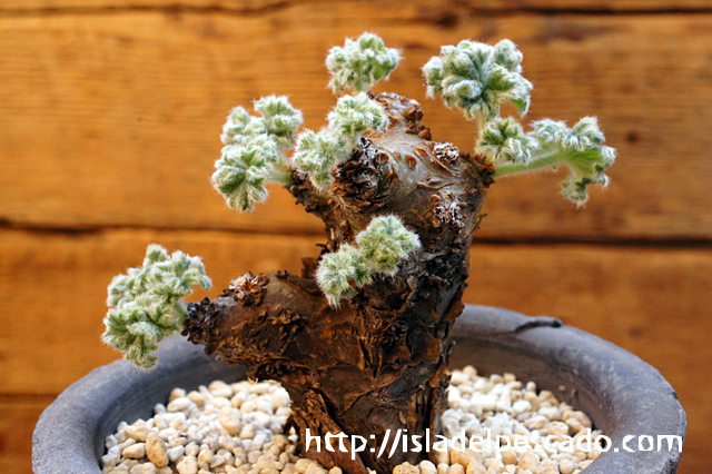 isla del pescado - Pelargonium cortusifolium-ペラルゴニウム・コルツシフォリウム