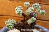 Pelargonium cortusifolium ペラルゴニウム・コルツシフォリウム image_3