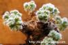 Pelargonium cortusifolium ペラルゴニウム・コルツシフォリウム image_4