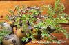 Pelargonium crithmifolium 山伏天狗 image_5