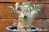 Pelargonium klinghardtense ぺラルゴニウム・クリンガルドテンセ image_3