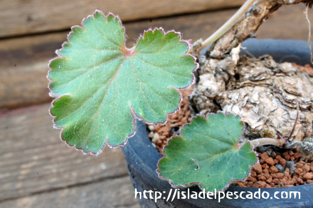 isla del pescado - Pelargonium lobatum-ペラルゴニウム・ロバツム