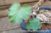 Pelargonium lobatum ペラルゴニウム・ロバツム image_4