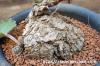 Pelargonium lobatum ペラルゴニウム・ロバツム image_5
