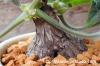 Pelargonium luridum ペラルゴニウム・ルリダム image_3
