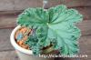 Pelargonium luridum ペラルゴニウム・ルリダム image_4