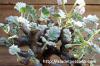 Pelargonium mirabile ペラルゴニム・ミラビレ image_4