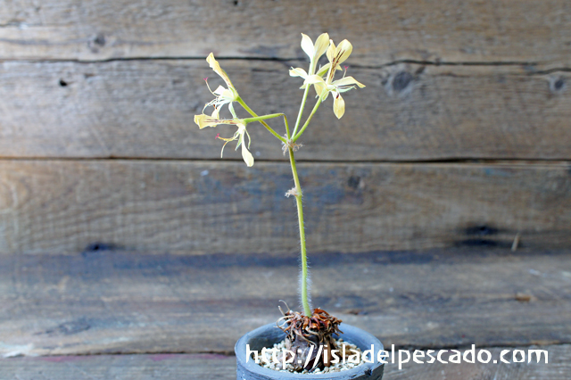 isla del pescado - Pelargonium oblongatum-ぺラルゴニウム・オブロンガツム