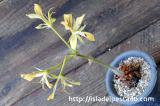 Pelargonium oblongatum