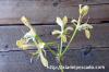 Pelargonium oblongatum ぺラルゴニウム・オブロンガツム image_3