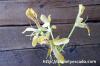 Pelargonium oblongatum ぺラルゴニウム・オブロンガツム image_4