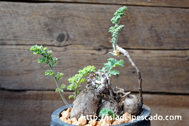 isla del pescado - Pelargonium radulifolium-ペラルゴニウム・ラドゥリフォリウム