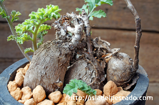 isla del pescado - Pelargonium radulifolium-ペラルゴニウム・ラドゥ