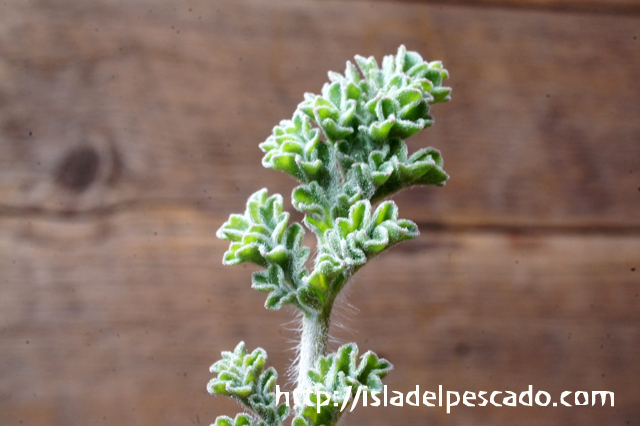 isla del pescado - Pelargonium radulifolium-ペラルゴニウム・ラドゥリフォリウム