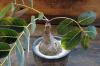 Phyllanthus mirabilis フィランサス・ミラビリス image_1