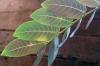 Phyllanthus mirabilis フィランサス・ミラビリス image_4