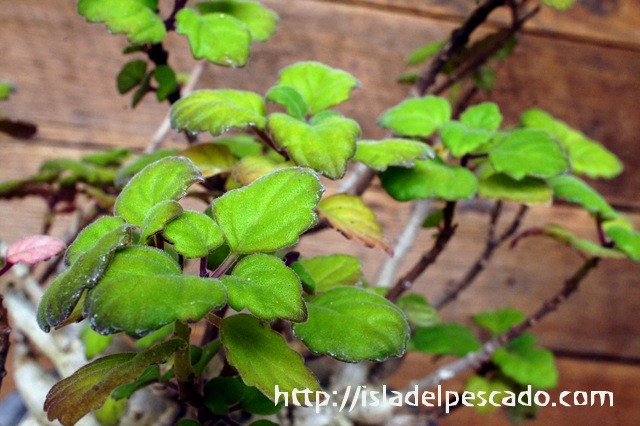 isla del pescado - Plectranthus ernstii-プレクトランサス・エルンスティー