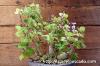 Plectranthus ernstii プレクトランサス・エルンスティー image_2