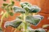 Plectranthus socotranum プレクトランサス・ソコトラナム image_4