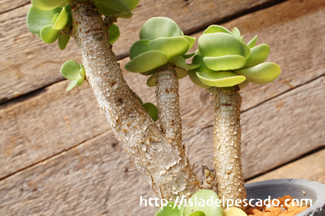 isla del pescado - Portulaca molokiniensis-ポーチュラカ・モロキニエンシス