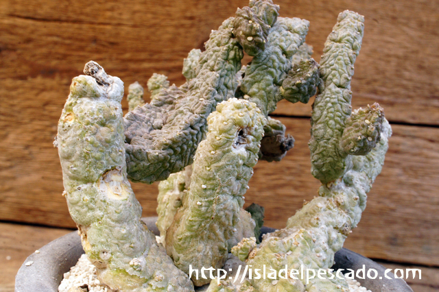 isla del pescado - Pseudolithos dodsonianus-プセウドリトス