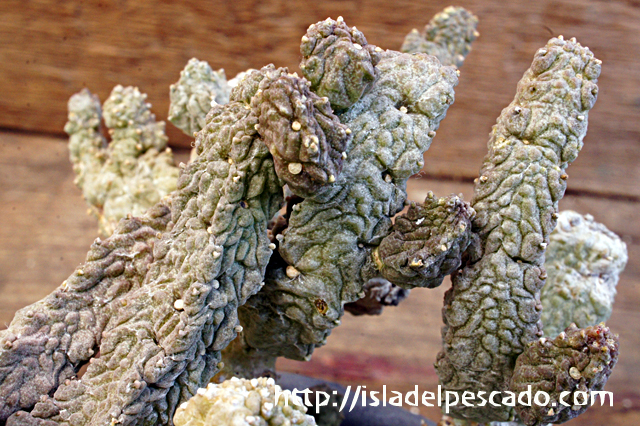 isla del pescado - Pseudolithos dodsonianus-プセウドリトス
